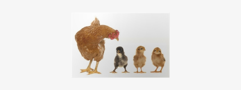 Fred Egg Ice Tray, transparent png download