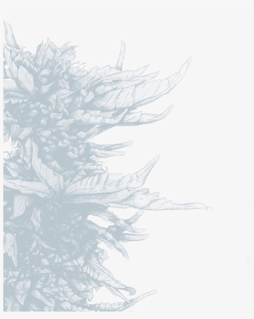 237k Bg Flowers Small 09 May 2018 - Sketch, transparent png download