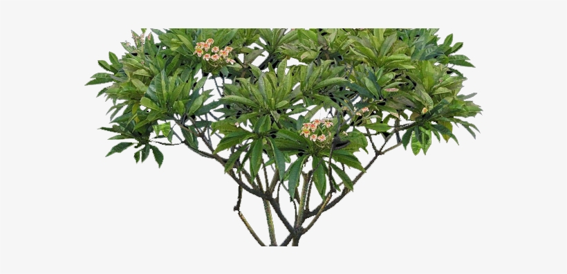 Tree Transparent Background Png, transparent png download