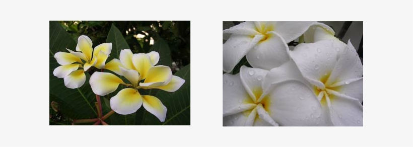 It Seems Now That It Is No Longer Associated With The - Green Culture, transparent png download