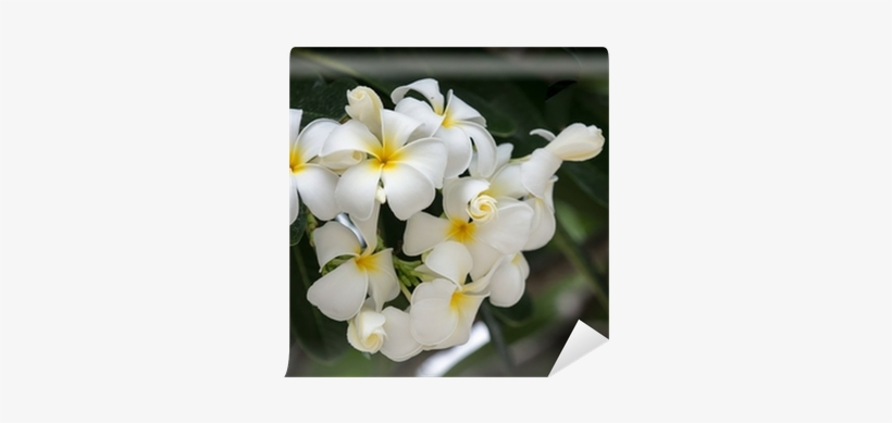 White Plumeria Flower In Thailand Wall Mural • Pixers® - Frangipani, transparent png download