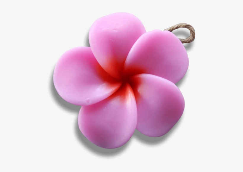 Pink Frangipani - Frangipani, transparent png download
