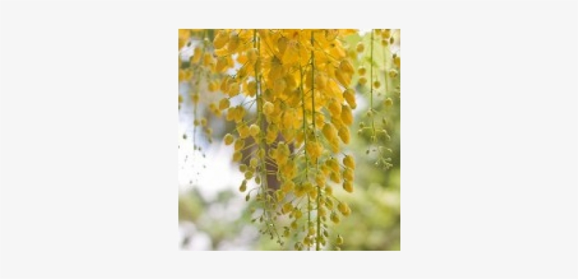 Buy Golden Shower - Tree Planting, transparent png download