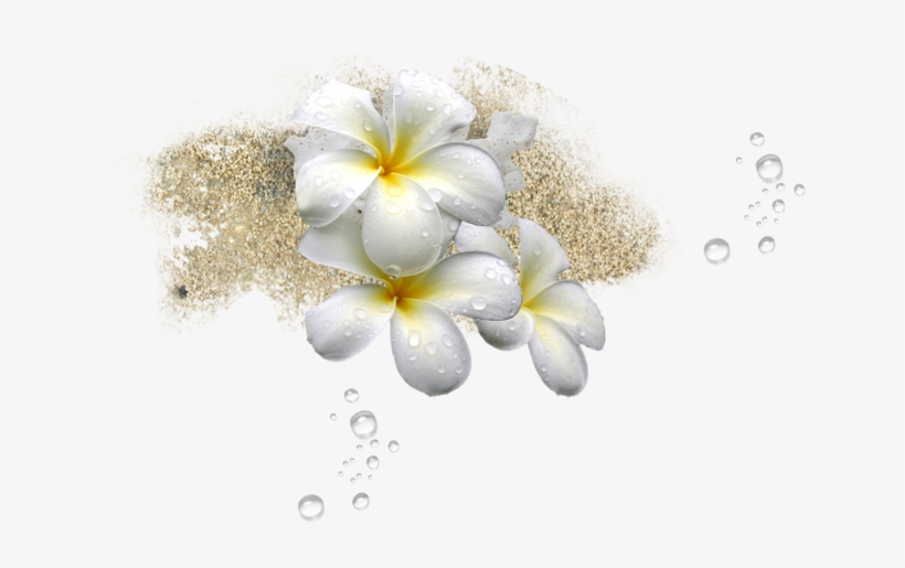 Tropical Images Sand - Portable Network Graphics, transparent png download