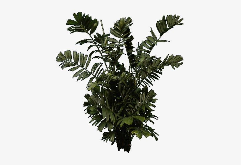 Tree Plan Png Designs Interior Landscape Urban Planning - Jungle, transparent png download