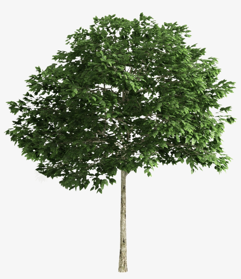 Pin By A Kramer On Cut - High Resolution Tree Png, transparent png download