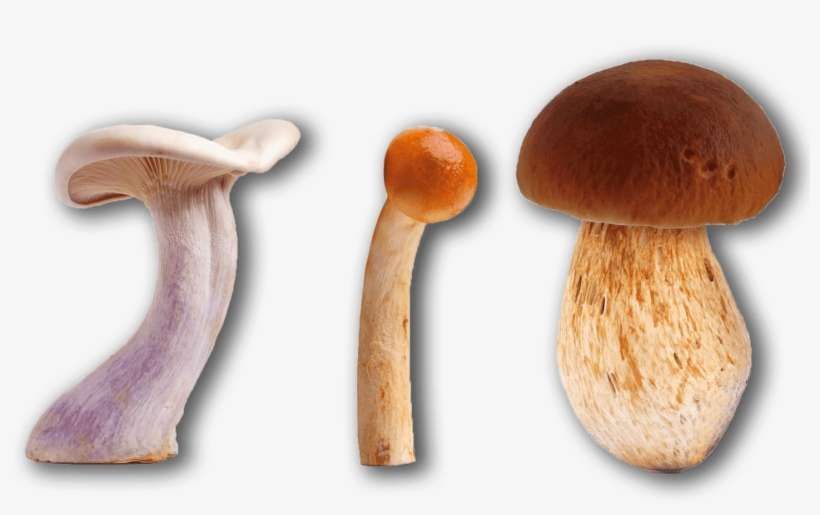 Mushrooms Mix 10% Porcino - Penny Bun, transparent png download