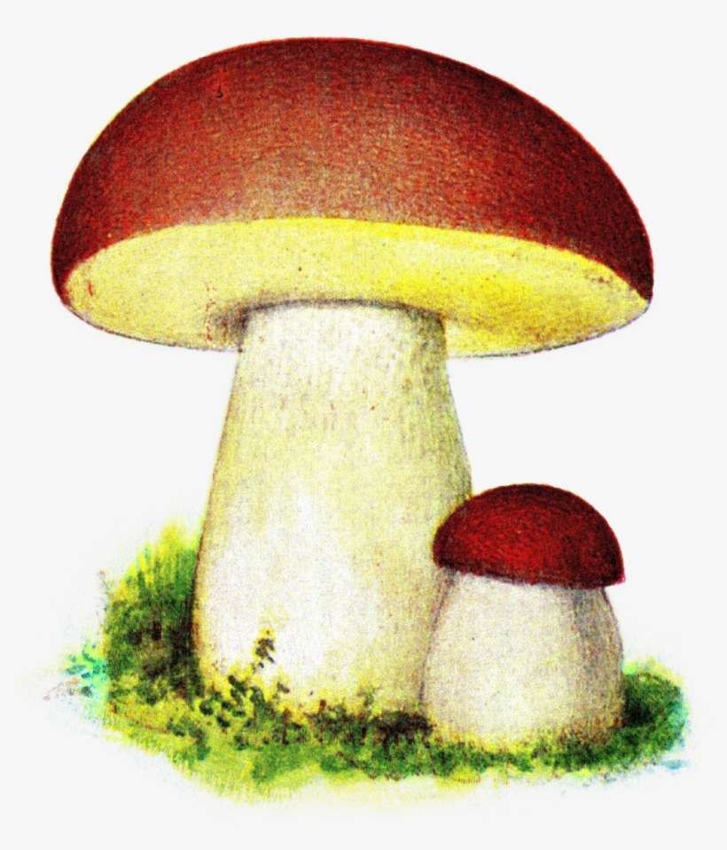 Karl Johanssvamp, Iduns Kokbok , Fungi Portal - Maroon Bolete, transparent png download