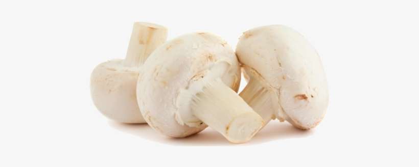 Pantothenic Acid - Fuzzy Mushrooms Safe To Eat, transparent png download