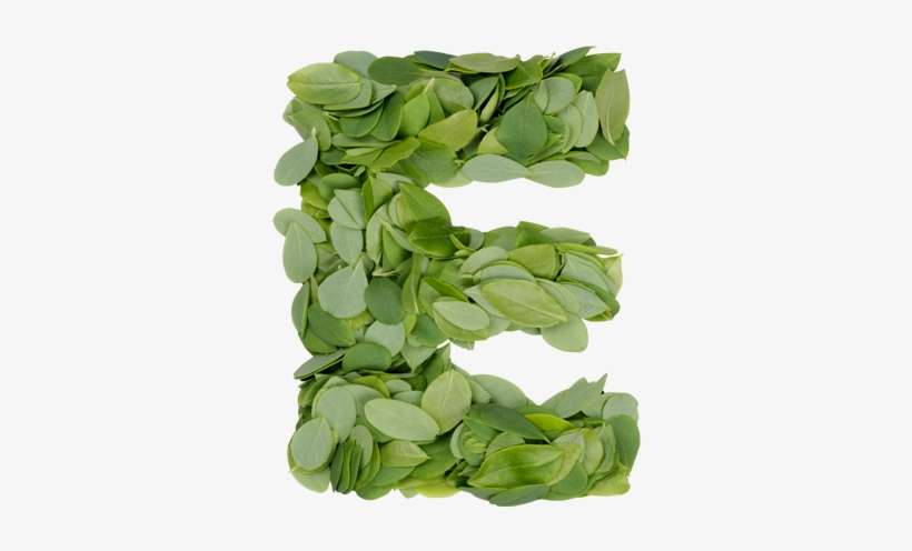 Summer Leaves Font - Letter E Transparent Background, transparent png download