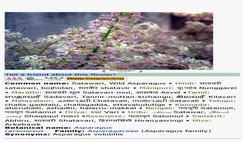 Pride Of India, transparent png download