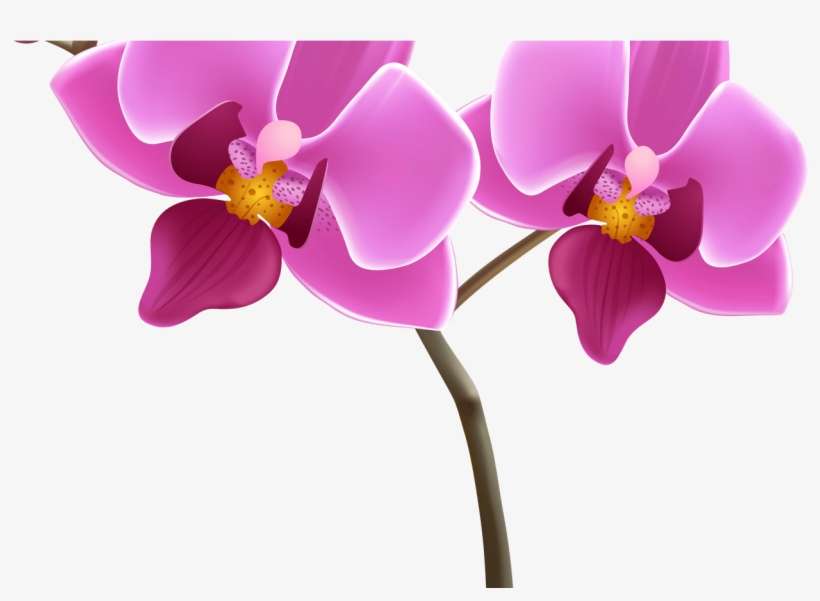 Flower Wallpaper With Pink Orchid For Border Clip Art - Orchid Png, transparent png download