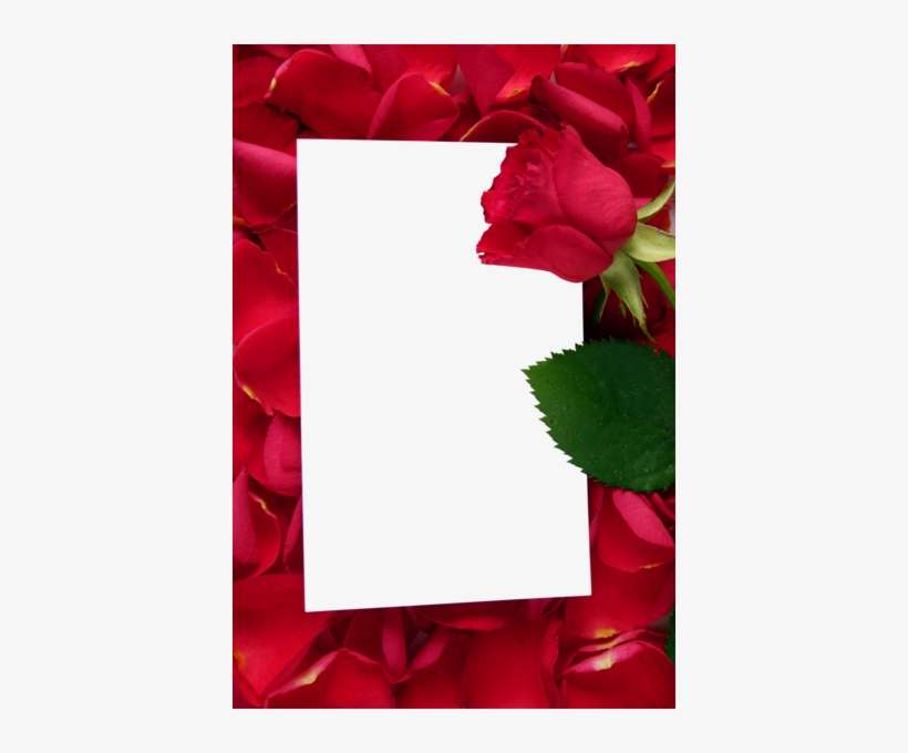 Large Transparent Vertical Frame With Red Roses - Bible Verse Tuesday Blessings, transparent png download