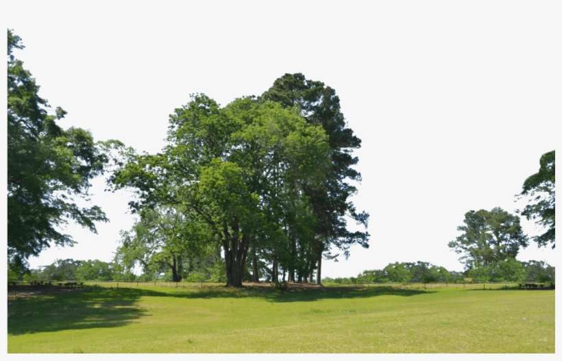 Trees At Park Png Background Stock Photo 0021 By Annamae22 - Park Trees Png, transparent png download