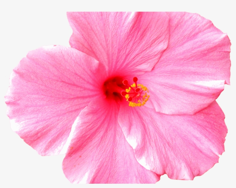 Hawaiian Border Clip Art Joy Studio Design Gallery - Flower, transparent png download