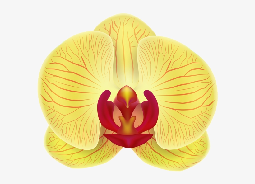 Yellow Orchid Transparent Png Clip Art Image - Portable Network Graphics, transparent png download