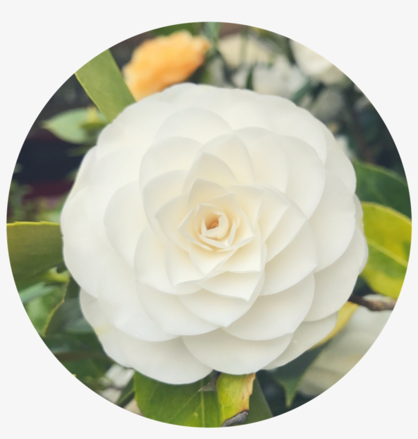 Round Flower 3 - Portable Network Graphics, transparent png download