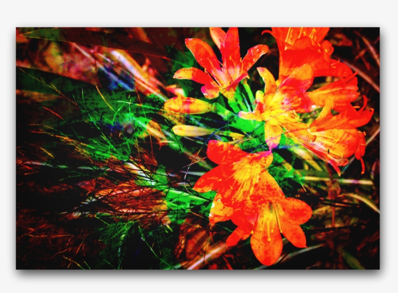 Soft Light Effects Add A Glow To This Art Work - Caesalpinia, transparent png download