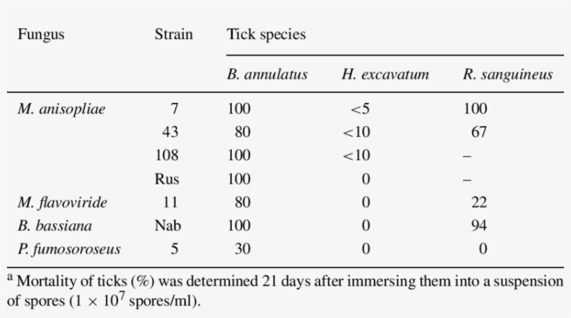 Efficacy Of Entomopathogenic Fungi Toward Engorged - Mothers Against Decapentaplegic Homolog 4, transparent png download