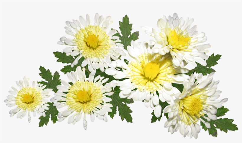 Flowers, White, Chrysanthemum, Mothers Day, Garden - Chrysanthemum, transparent png download