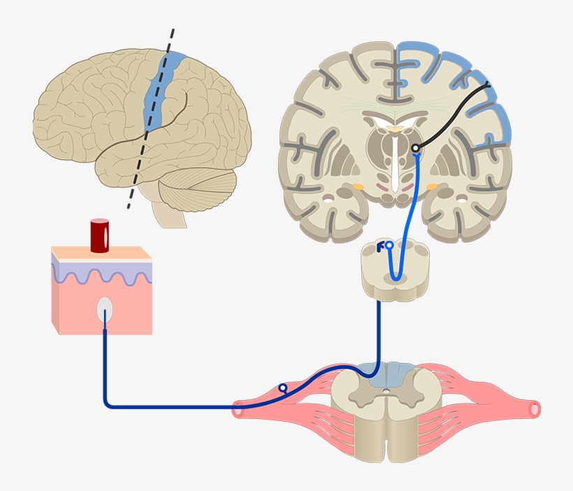 Touch Pathway - Sensory Nervous System, transparent png download