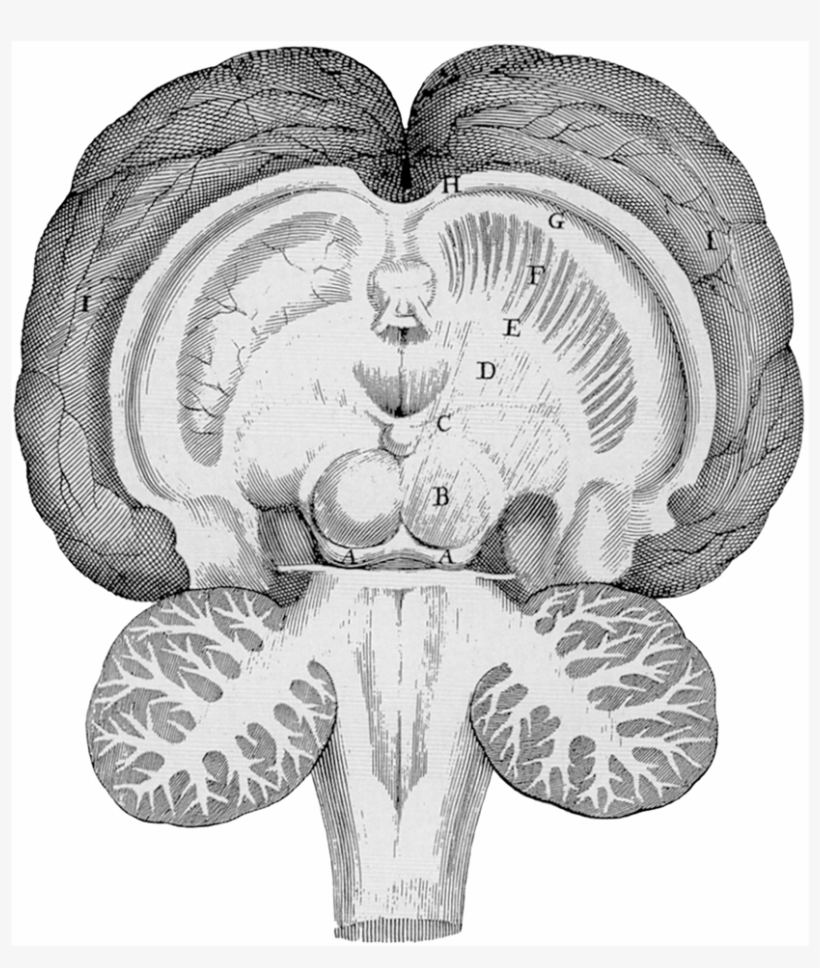 Thomas Willis's Drawing Of A Horizontal Section Of - Semantic Scholar, transparent png download