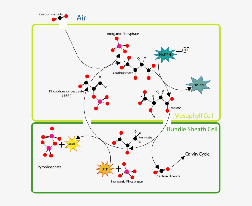 Archives For C4 - Fijacion De Carbono C4, transparent png download
