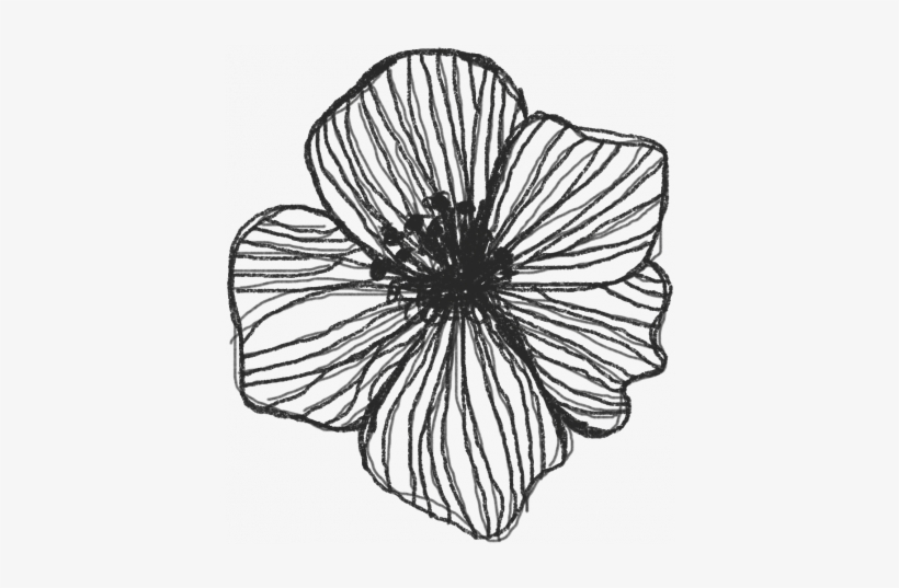 Drawn Flower Graphic By Melo Vrijhof - Sketch, transparent png download