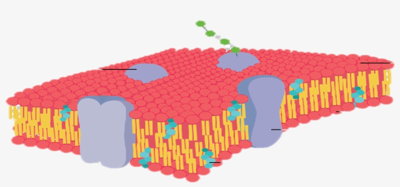 This Is An Illustration Of A Cross Section Of The Cell - Fetal Pig, transparent png download