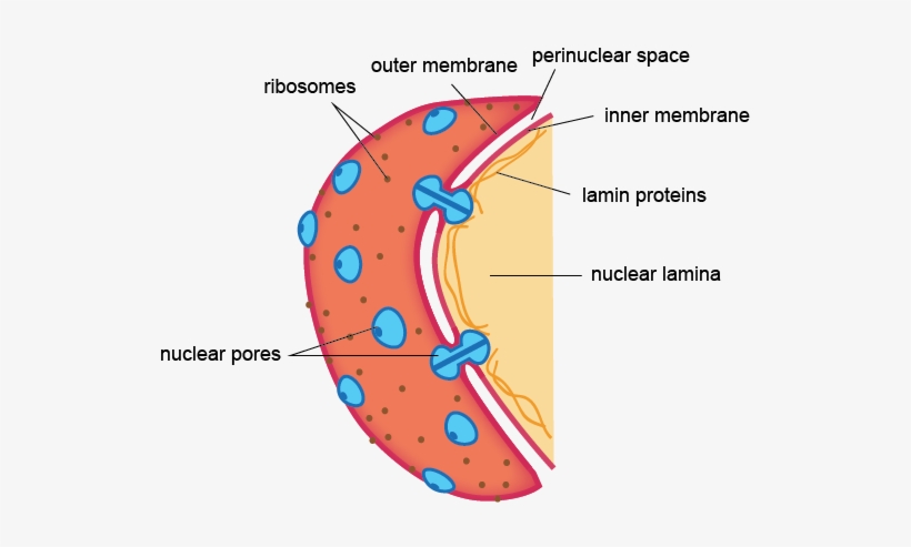 This Membrane Is Found In Only Eukaryotic Cells Because - Nuclear And Plasma Membrane, transparent png download