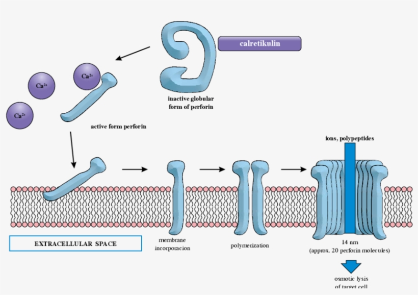 Formation Of Channel In A Target Cell Membrane - Perforin Cell Membrane, transparent png download