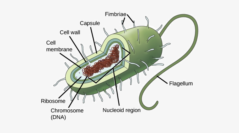 Prokaryotic Cells, transparent png download