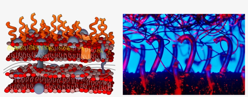 Cell Membrane And Velcro - Membrane Damage By Nanoparticle, transparent png download