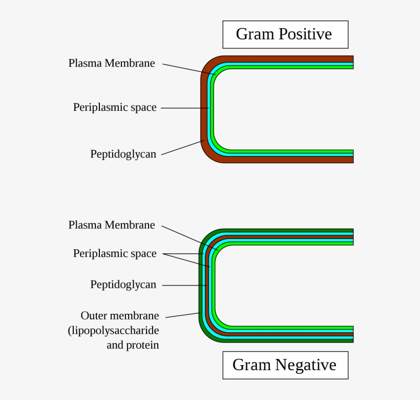 The Cell Walls Of Gram Positive And Gram Negative Bacteria - Gram Positive And Gram Negative Bacteria, transparent png download