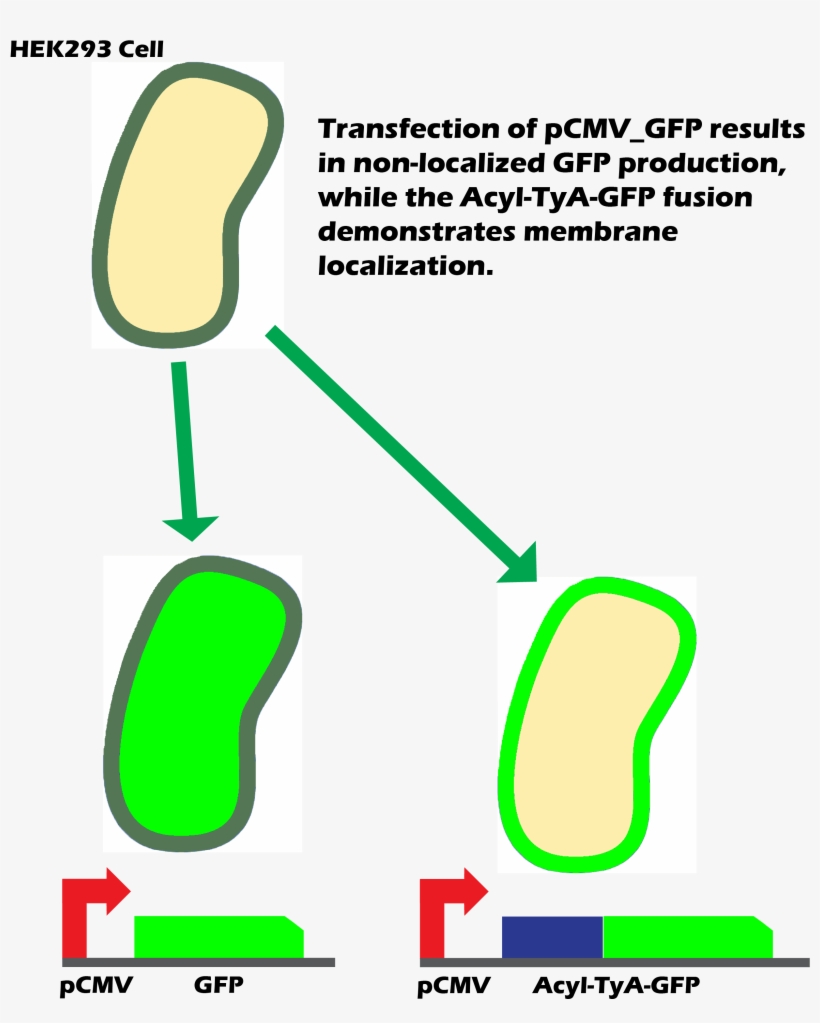 Over The Course Of 24 Hrs, Exosomes Budded Out With - Gfp Tag On Plasma Membrane, transparent png download