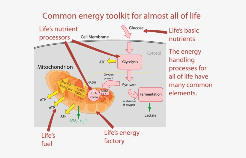 One Of The Interesting Things About Cell Respiration - Cellular Respiration, transparent png download