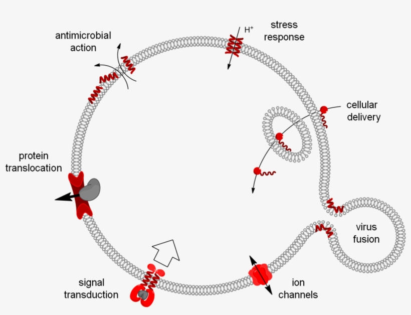 Transport Across Cell Membrane - Institute For Bio- And Geosciences Plant Sciences (ibg-2), transparent png download