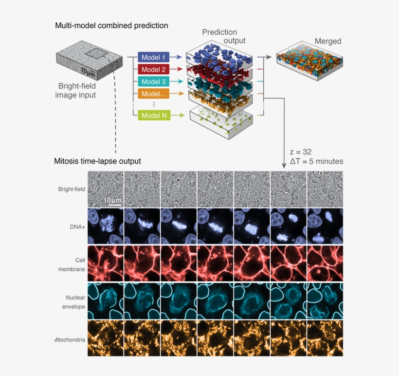 Different Models Applied To The Same Input And Combined - Diagram, transparent png download