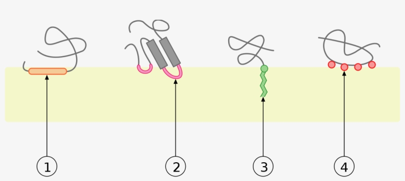 Monotopic Membrane Protein, transparent png download