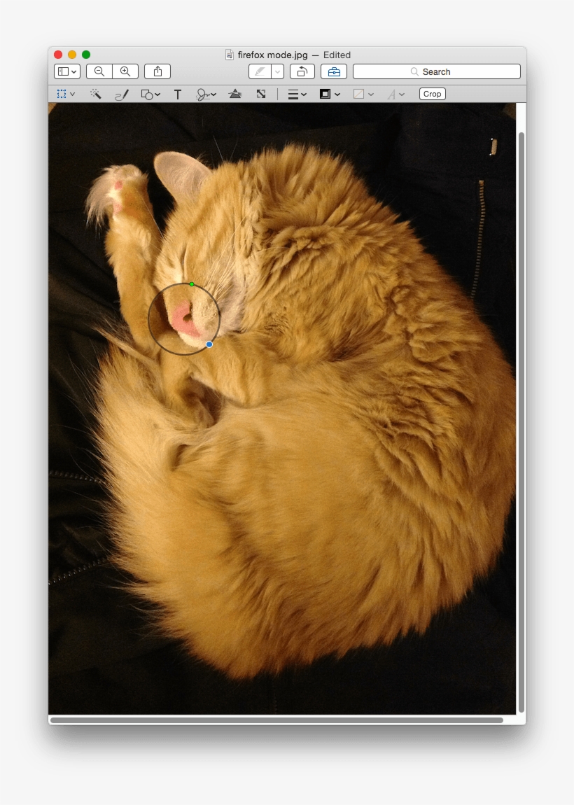 This Will Insert A Loupe, Which Will Zoom In On An - Cat Yawns, transparent png download