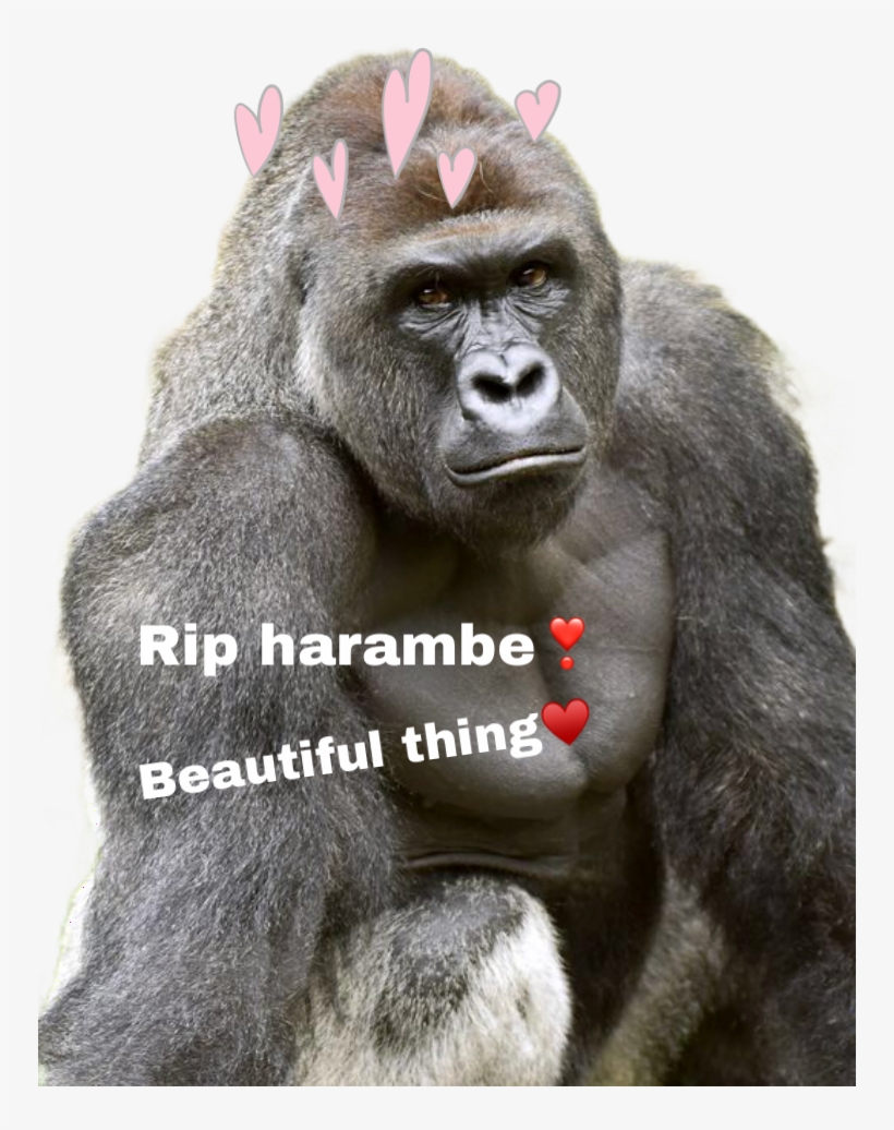 Report Abuse - Google Harambe, transparent png download