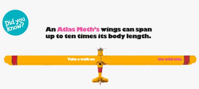 Artboard 3 - Antonin Le Poussin - Livre, transparent png download