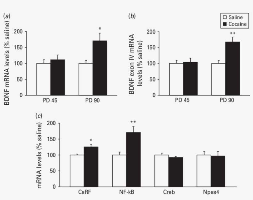 Developmental Exposure To Cocaine Alters The Transcriptional - Messenger Rna, transparent png download