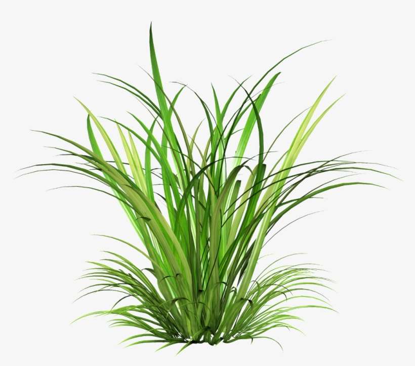 Png Transparente De Arbustos De Tinta Verde - Cymbopogon Martinii, transparent png download