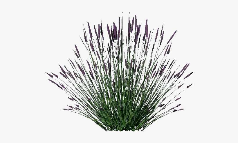 Arbusto 3d - Lavanda - Lavender Shrub Png, transparent png download