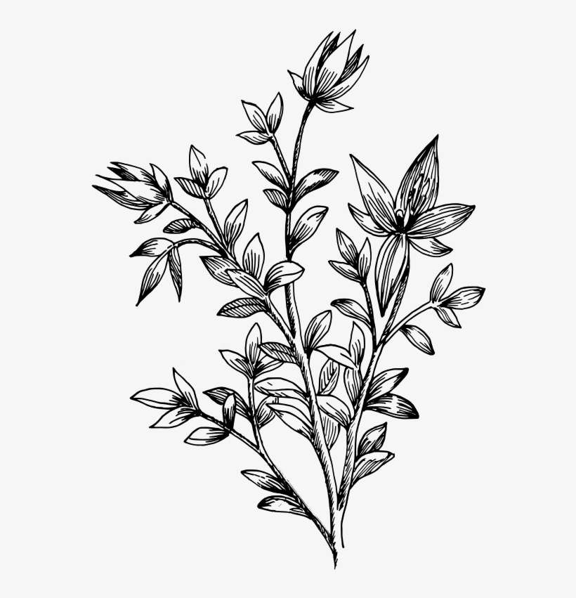 Arbustos Leguminosos - Drawing Flower And Leaves, transparent png download