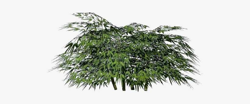 Arbusto 3d - Bambu - Shrub, transparent png download