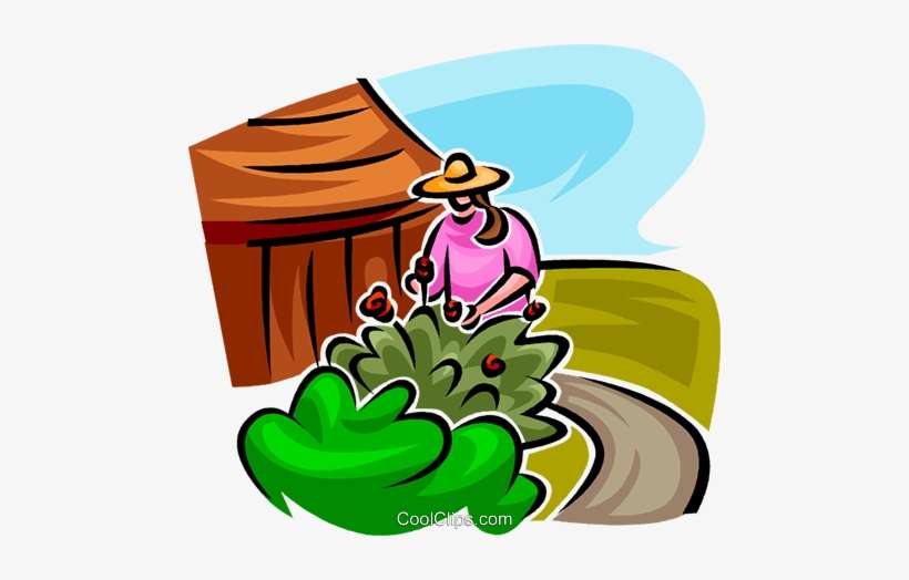 Jardineiro Cuidando De Um Arbusto Livre De Direitos, transparent png download