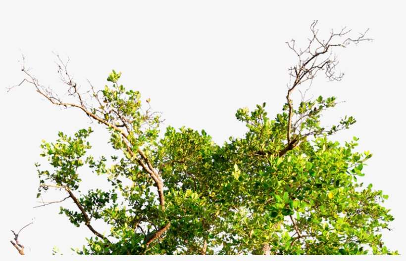 Conócenos - Tree, transparent png download