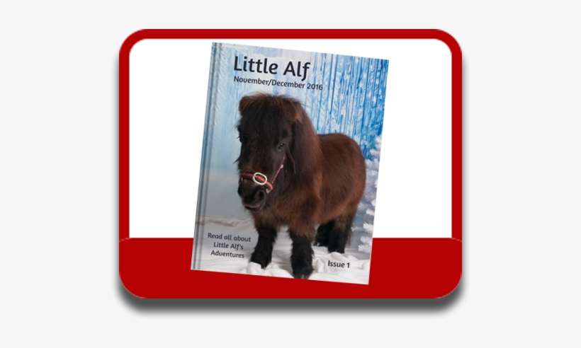 Shetland Pony, transparent png download